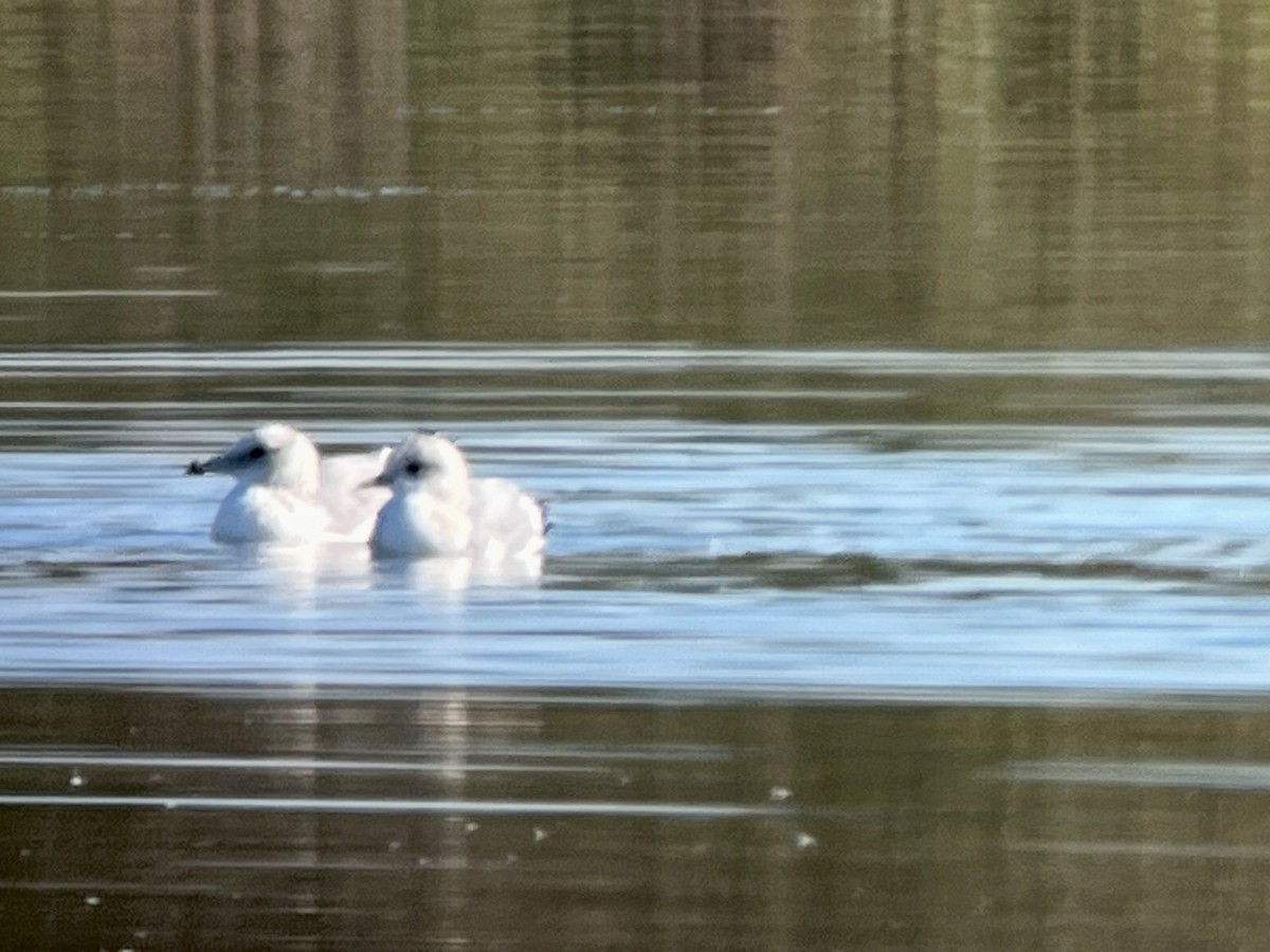 California Gull - ML643715138