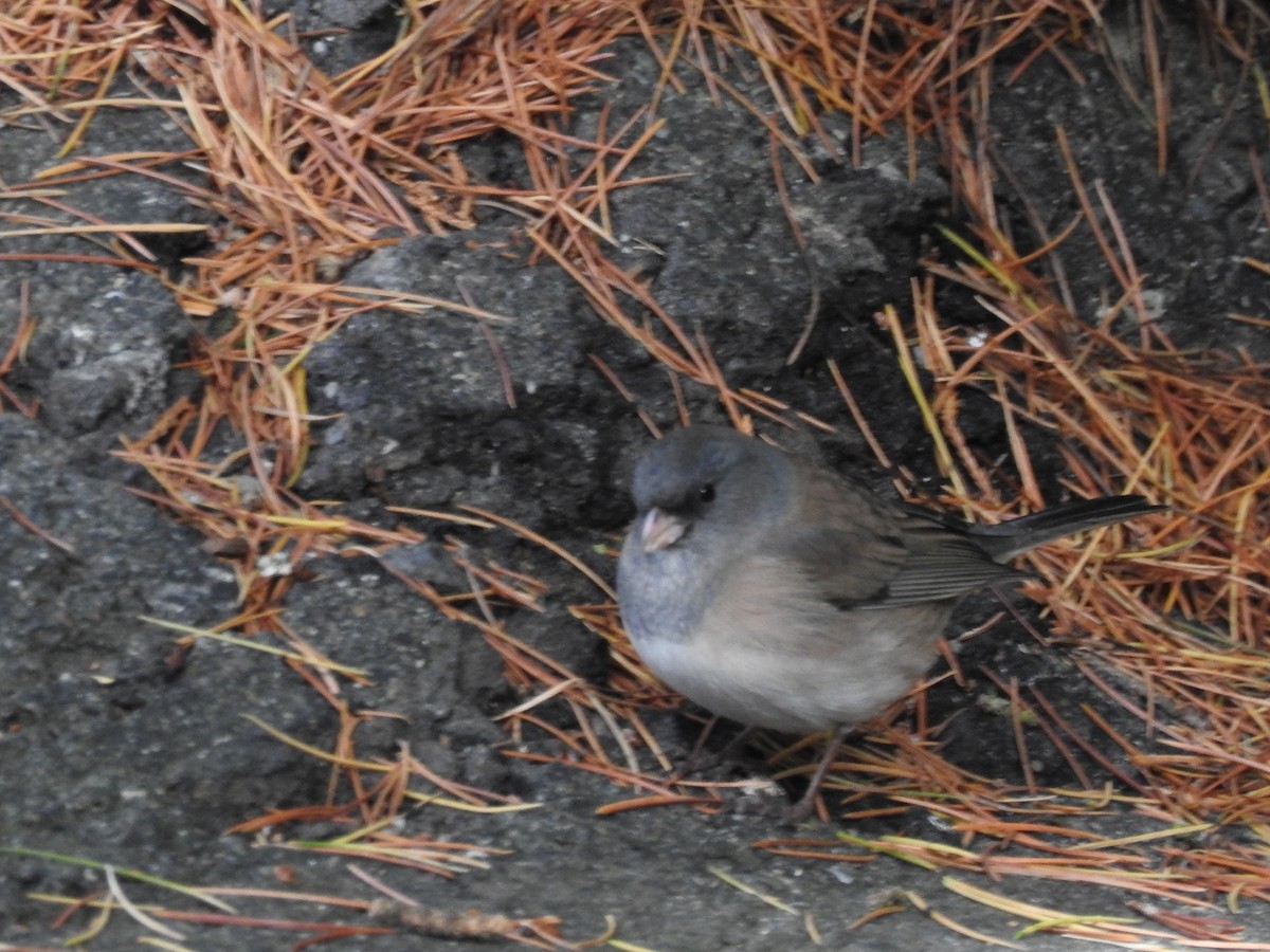 Dark-eyed Junco - ML643715146