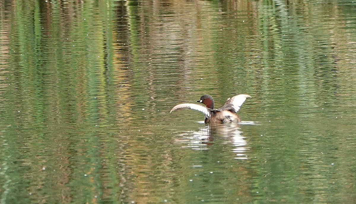 Little Grebe - ML643715154