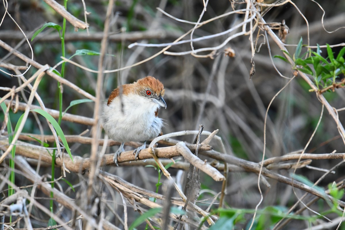 オオアリモズ - ML643715171