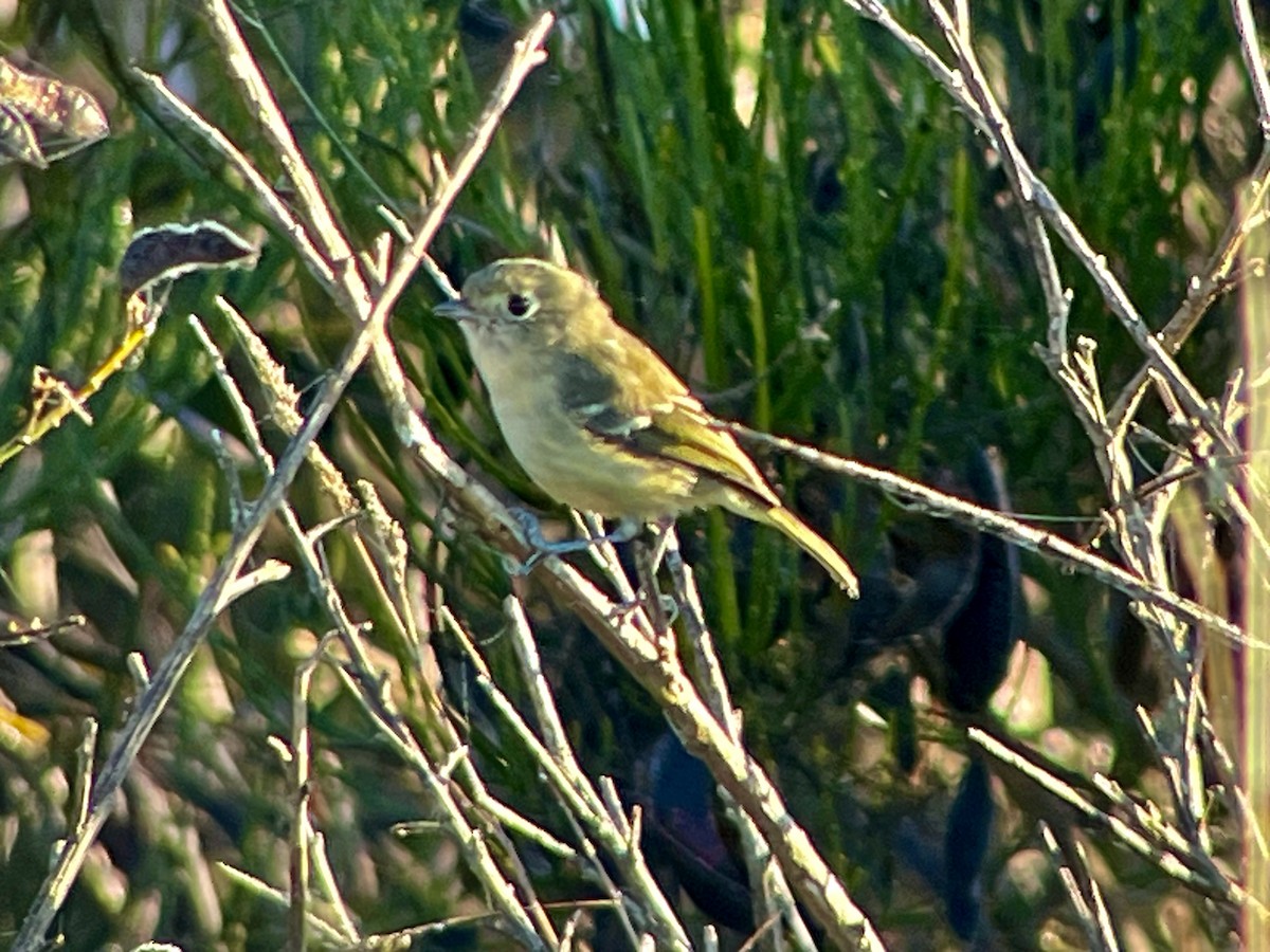 Hutton's Vireo - ML643715179