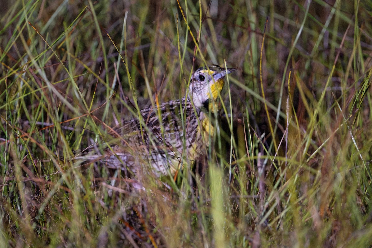 Eastern Meadowlark - ML643715185