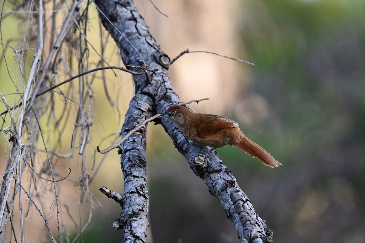 オオアレチカマドドリ - ML643715186