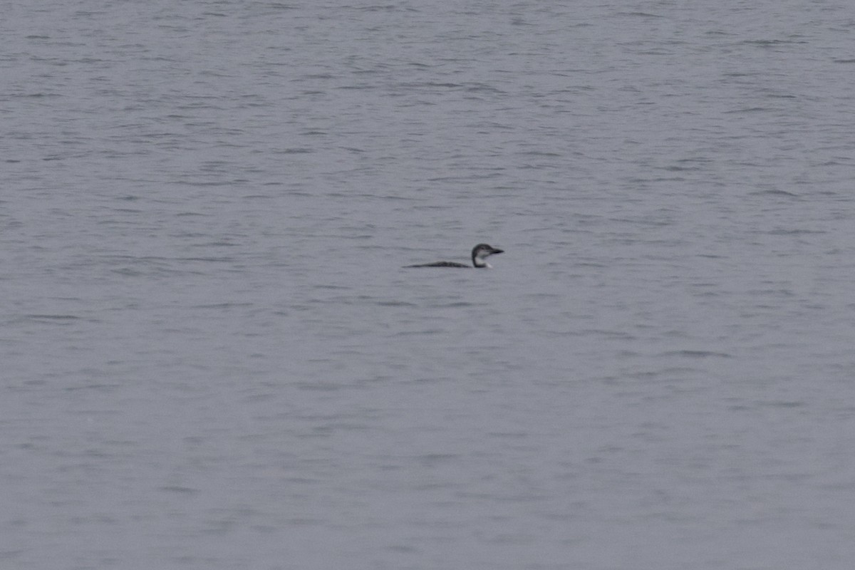 Common Loon - ML643715190