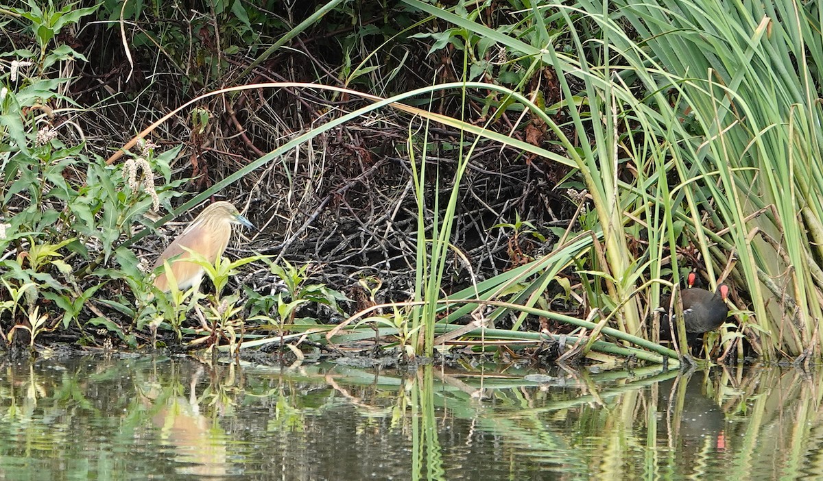 Squacco Heron - ML643715191