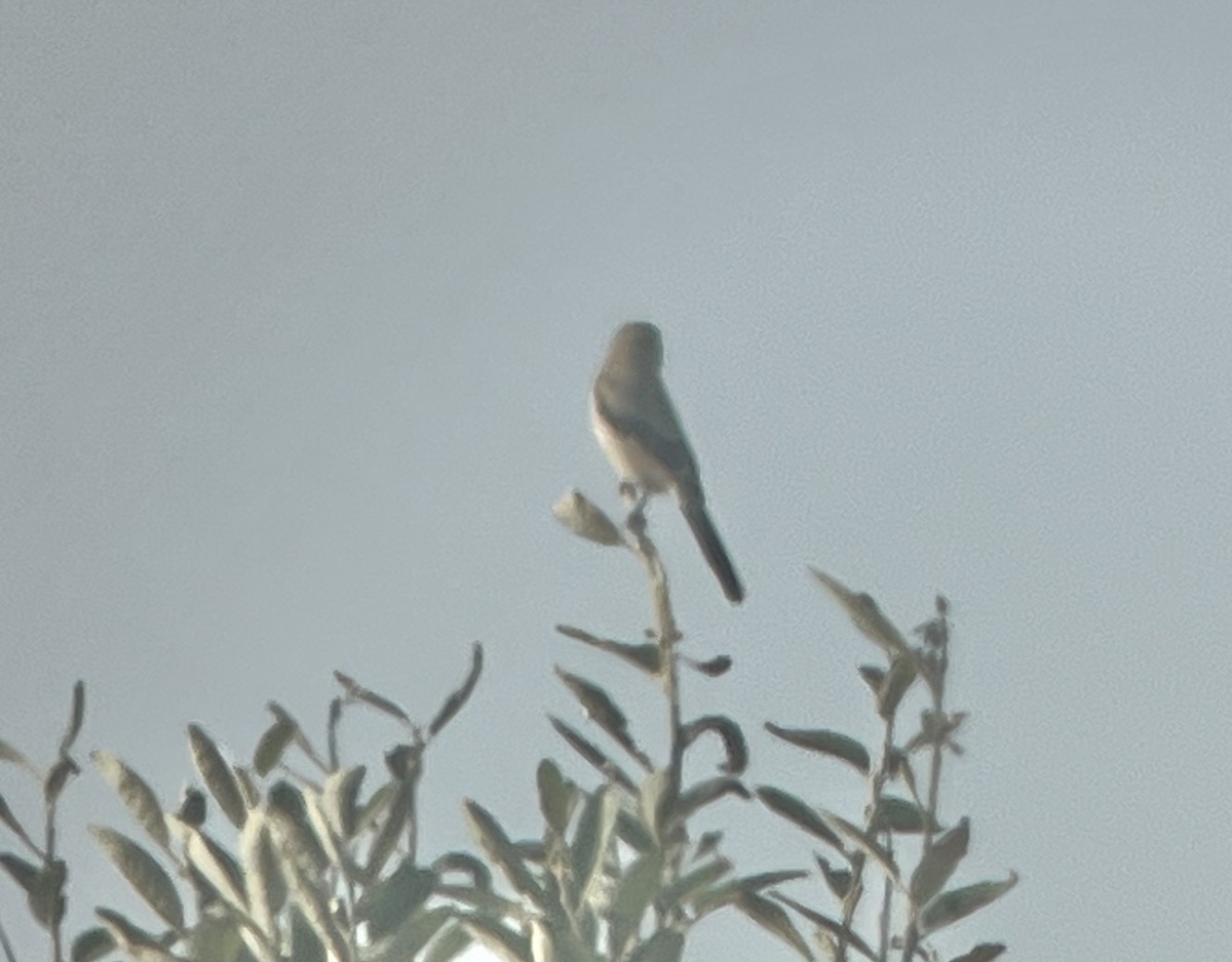 Northern Shrike - ML643715194