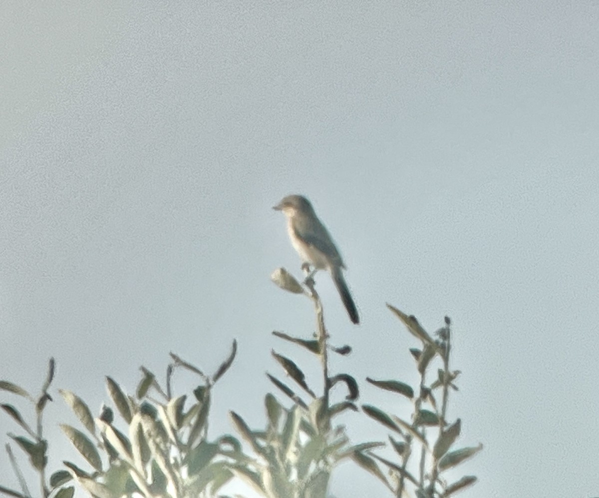 Northern Shrike - ML643715196