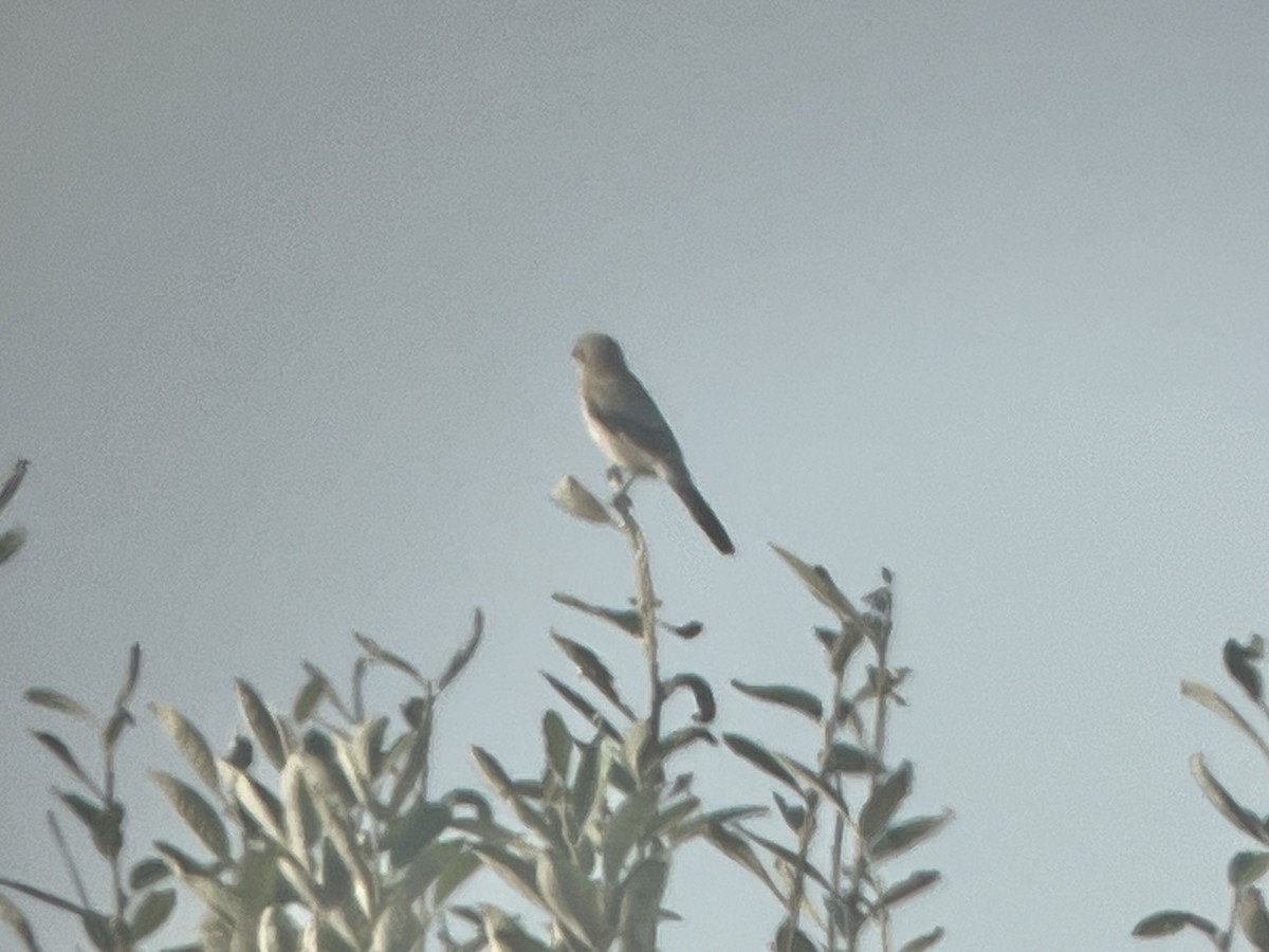 Northern Shrike - ML643715197