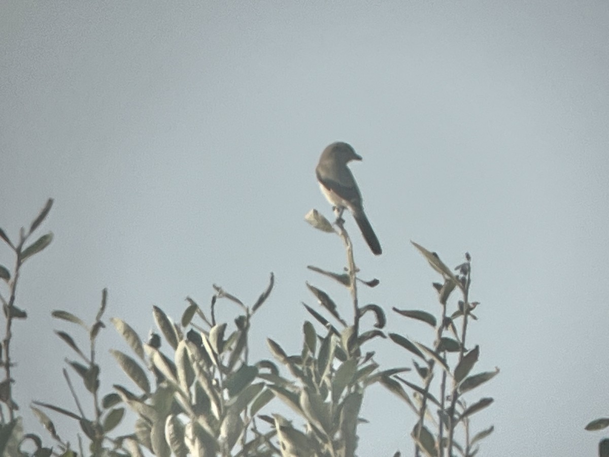 Northern Shrike - ML643715198