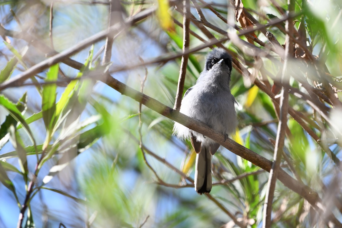 ミミグロブユムシクイ - ML643715203