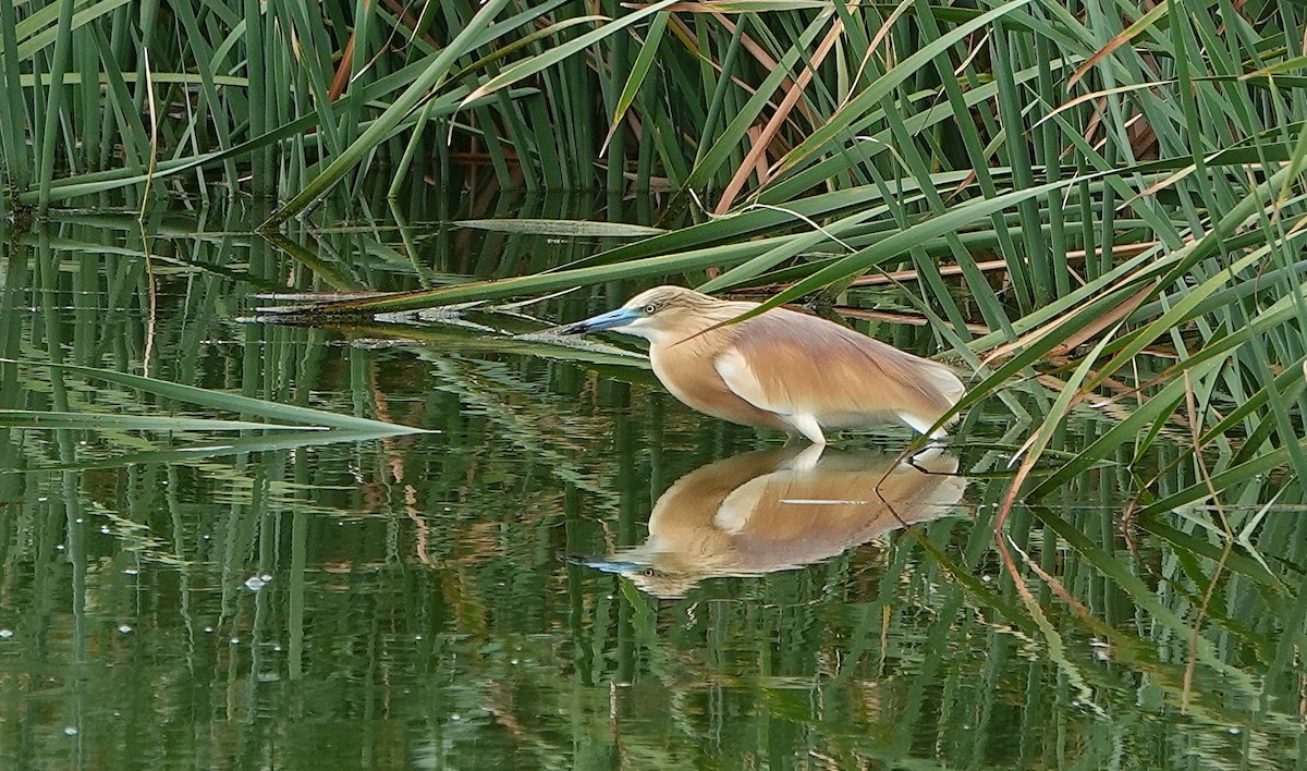 Squacco Heron - ML643715204