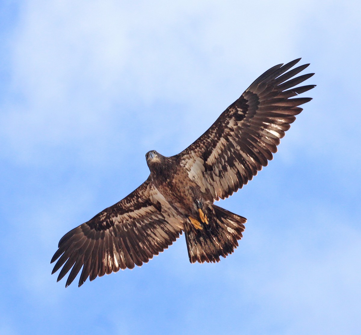 Bald Eagle - ML643715205