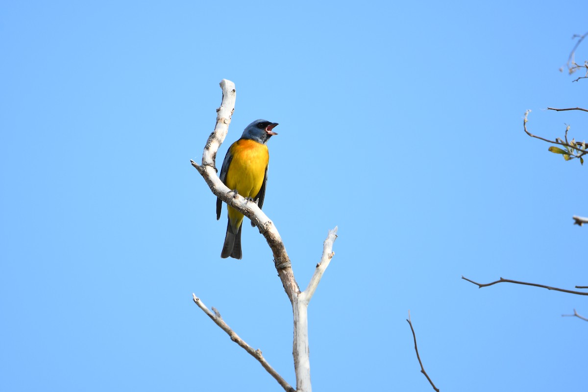 ミナミズアオフウキンチョウ - ML643715216