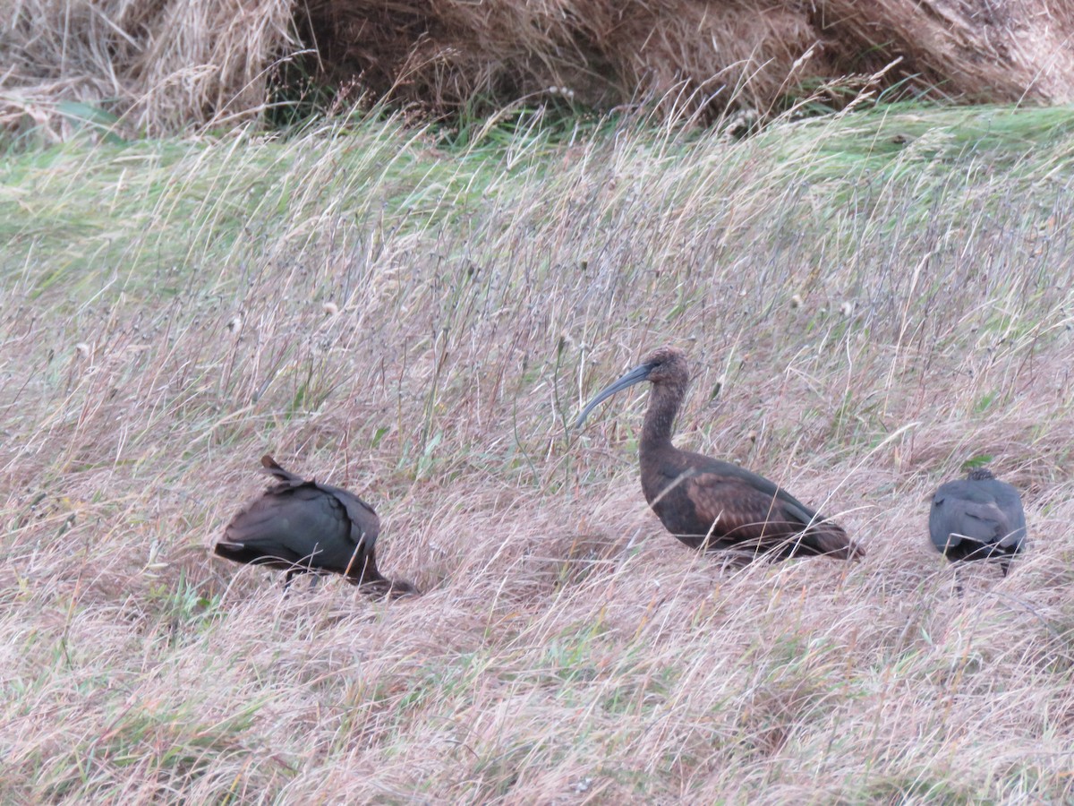 Glossy Ibis - ML643715223