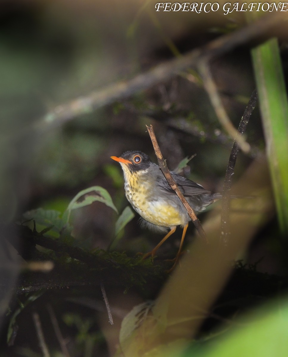 Speckled Nightingale-Thrush - ML643715225