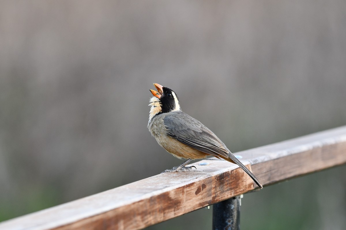Golden-billed Saltator - ML643715226