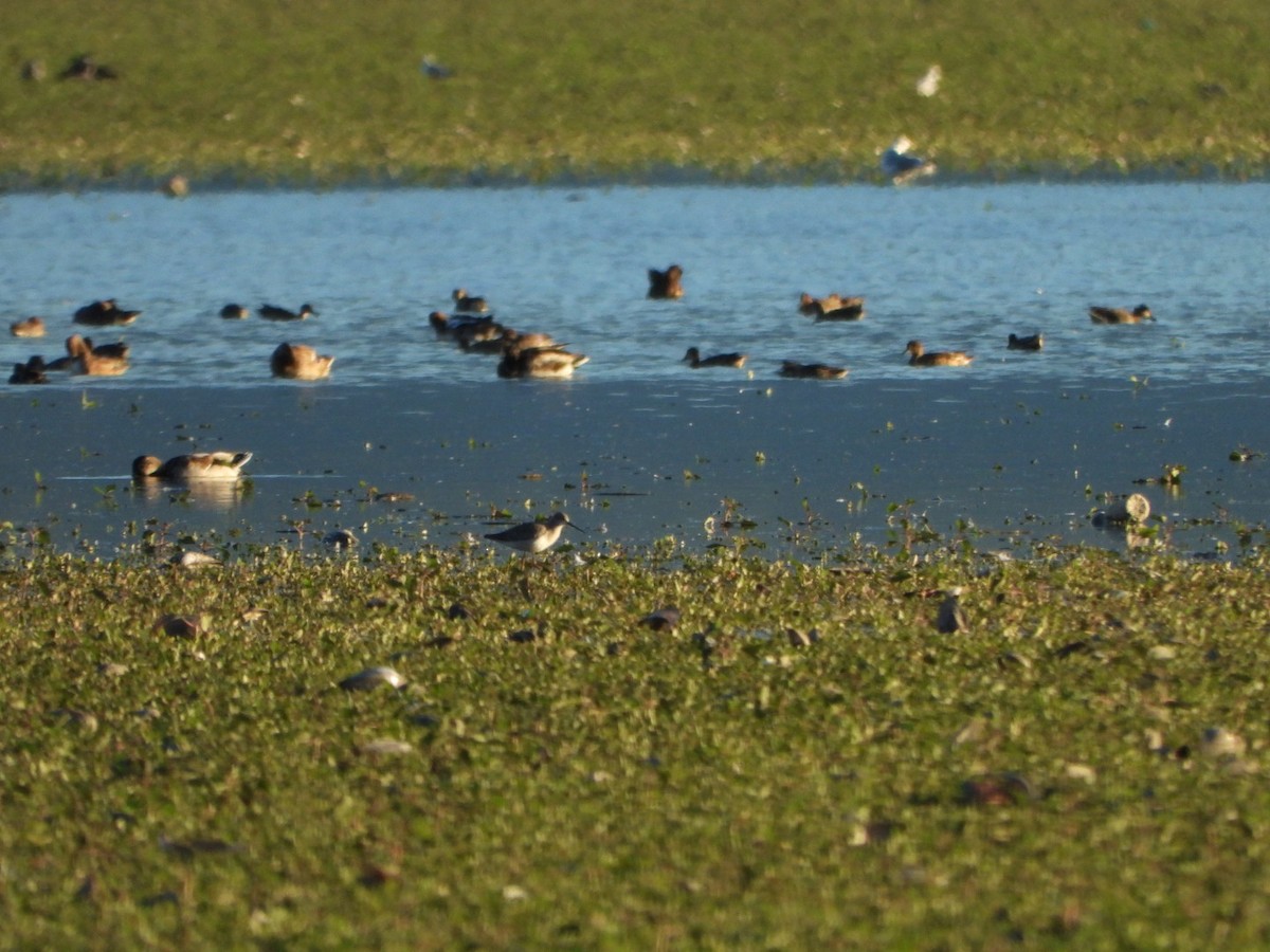 Marsh Sandpiper - ML643715232