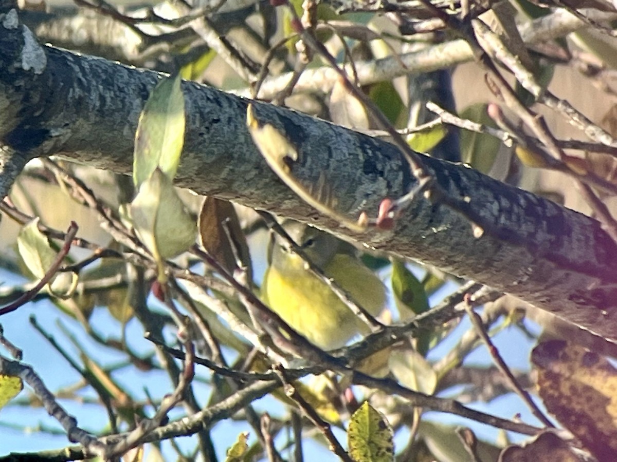 Orange-crowned Warbler (Gray-headed) - ML643715234