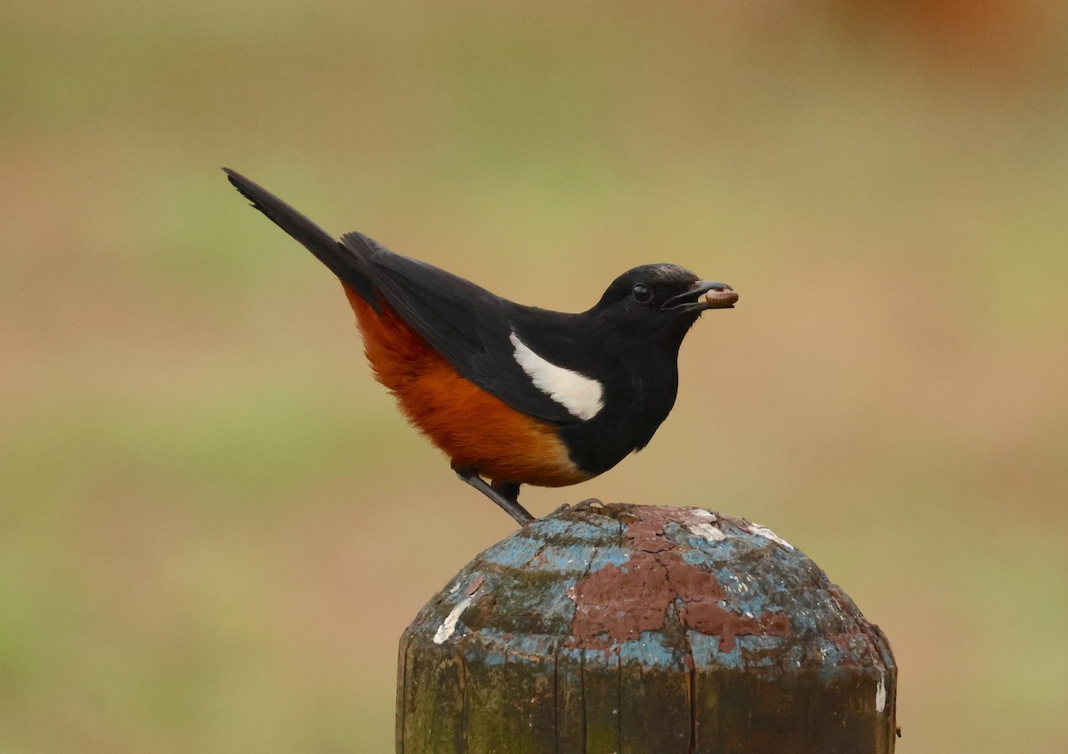 Mocking Cliff-Chat - ML643715241