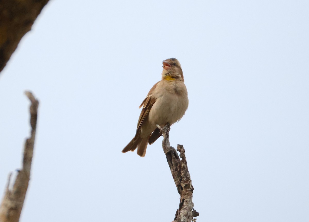 Yellow-throated Bush Sparrow - ML643715243