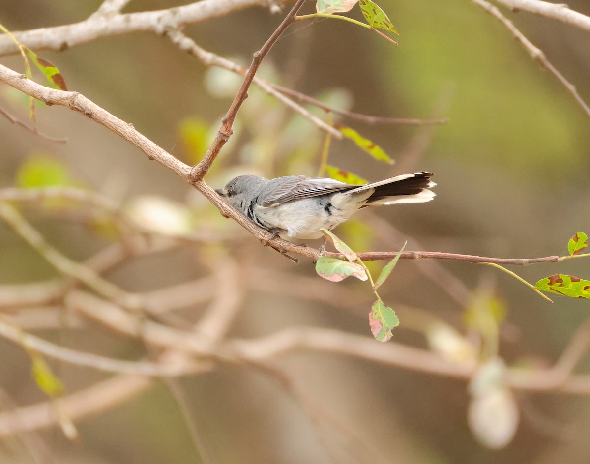 Gray Tit-Flycatcher - ML643715247