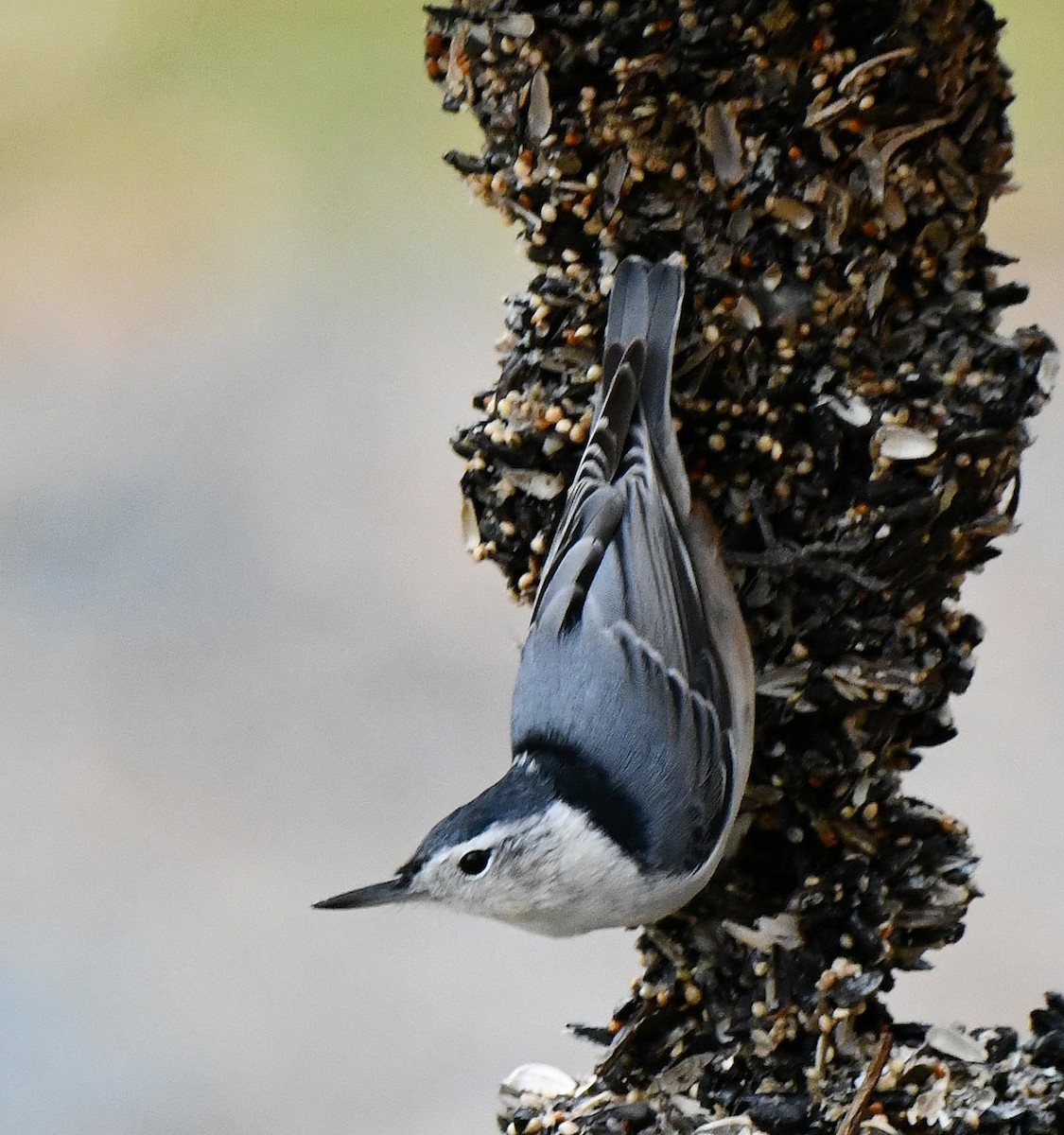 White-breasted Nuthatch - ML643715277