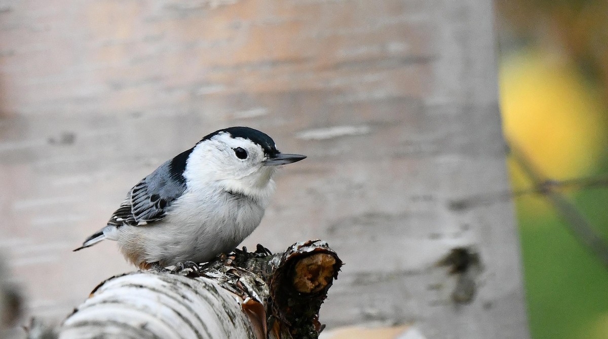 White-breasted Nuthatch - ML643715278