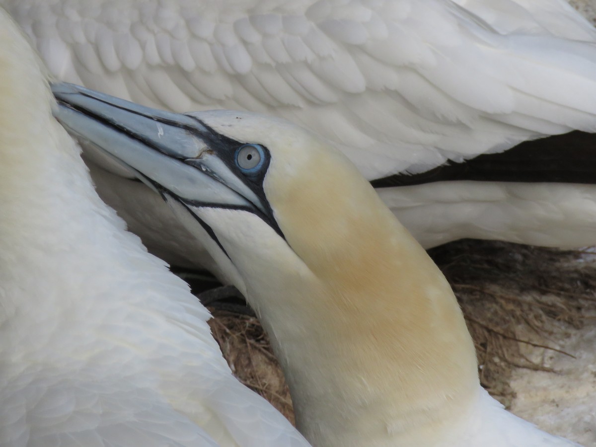 Northern Gannet - ML643715293