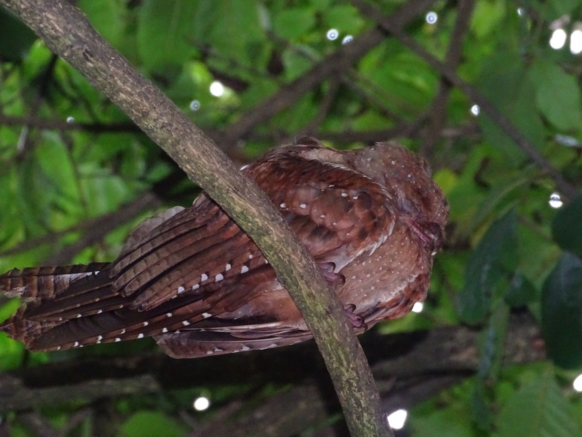 fettfugl - ML643715295