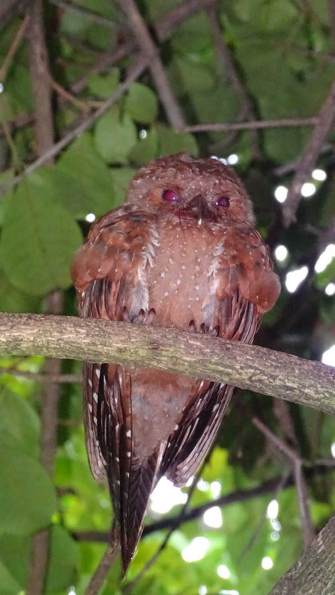 fettfugl - ML643715296