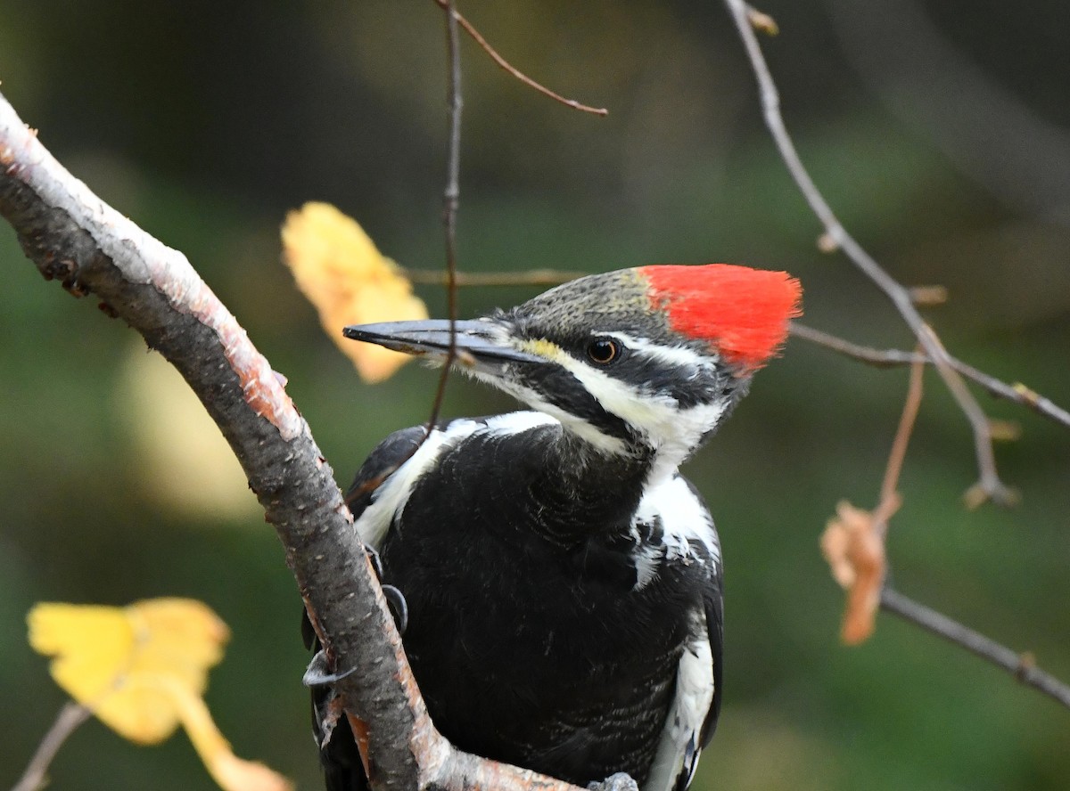 Pileated Woodpecker - ML643715316