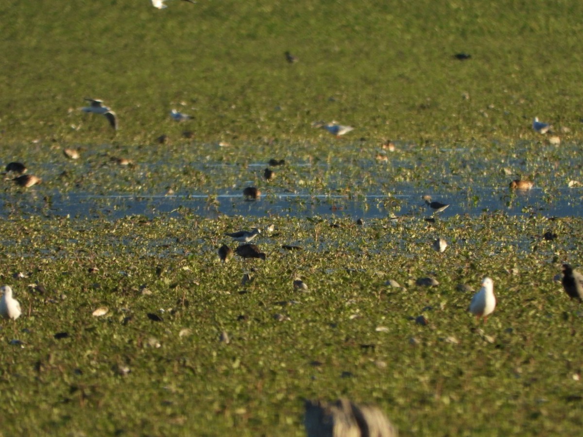 Marsh Sandpiper - ML643715376