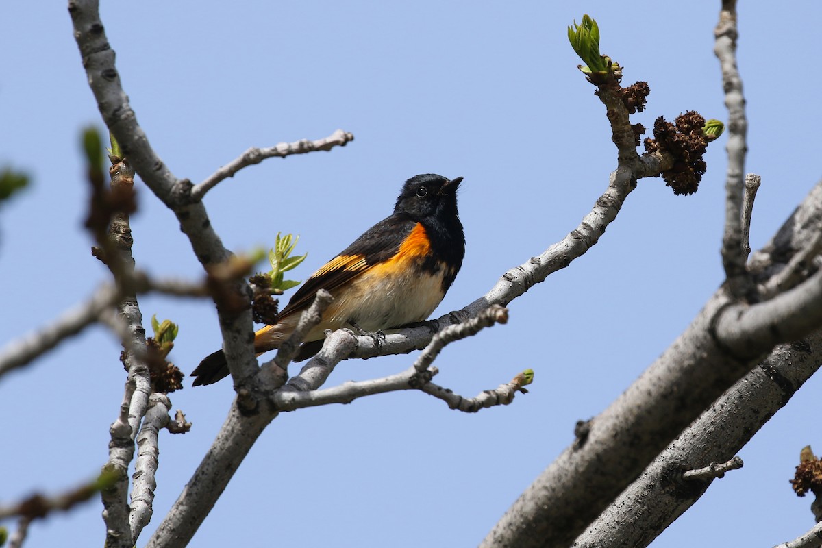 American Redstart - ML643715387