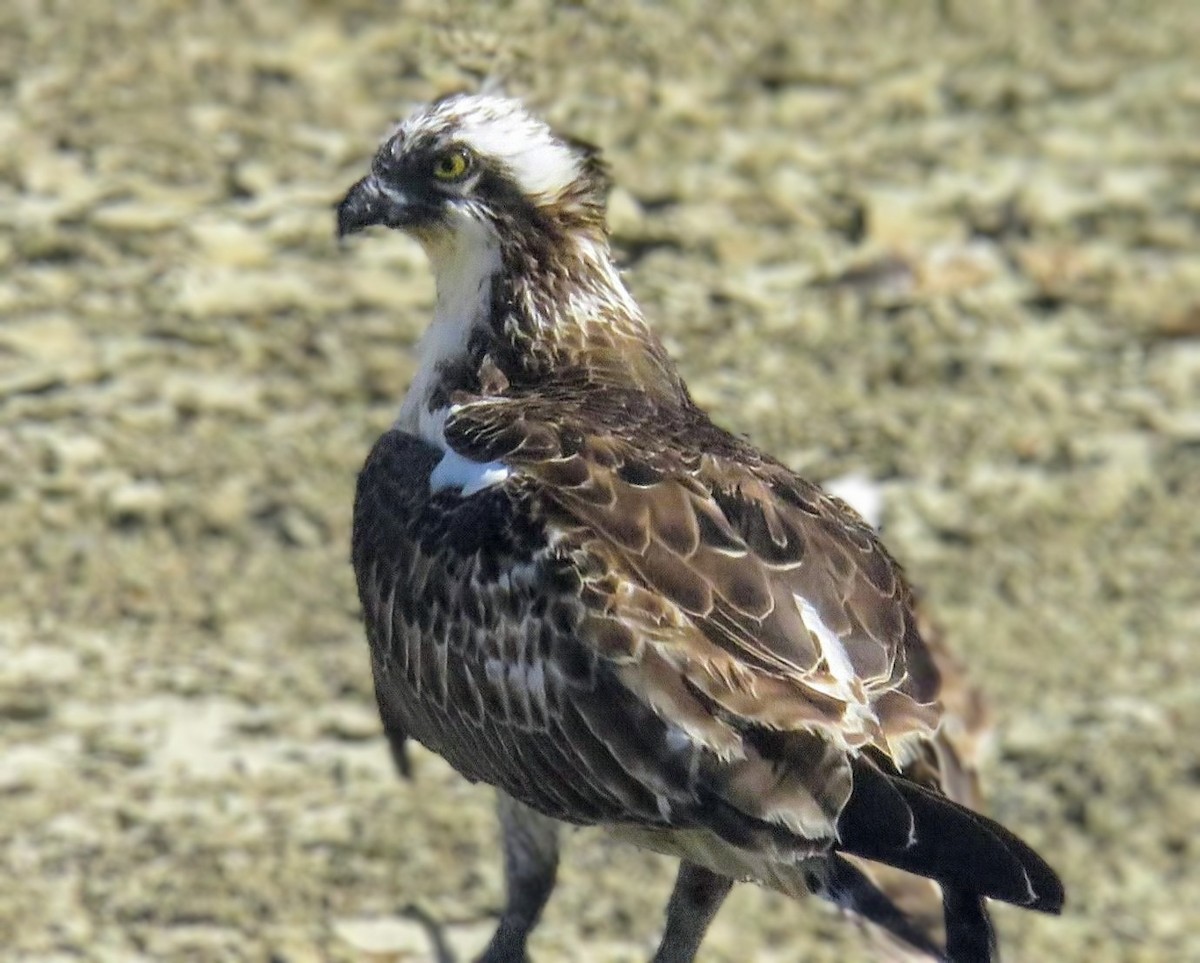 ミサゴ - ML643715404