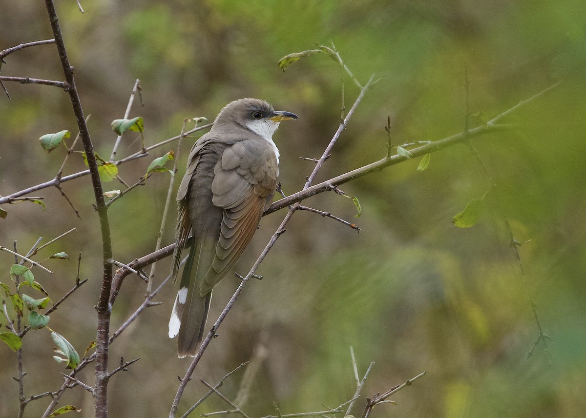 Cuculo americano - ML643715406