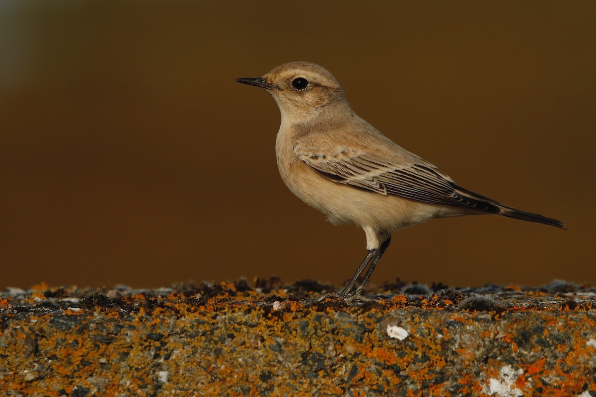 サバクヒタキ - ML643715426