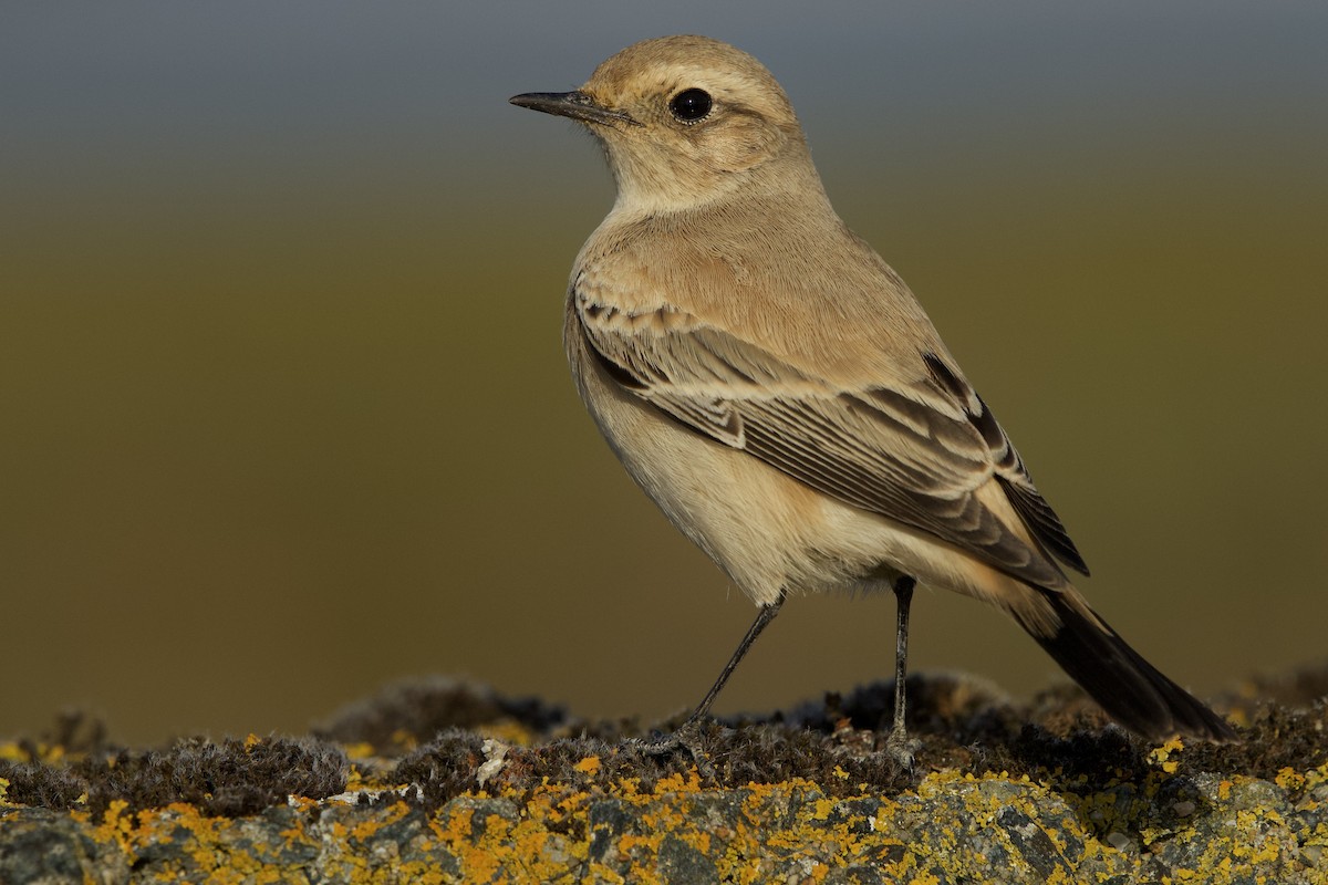 サバクヒタキ - ML643715427