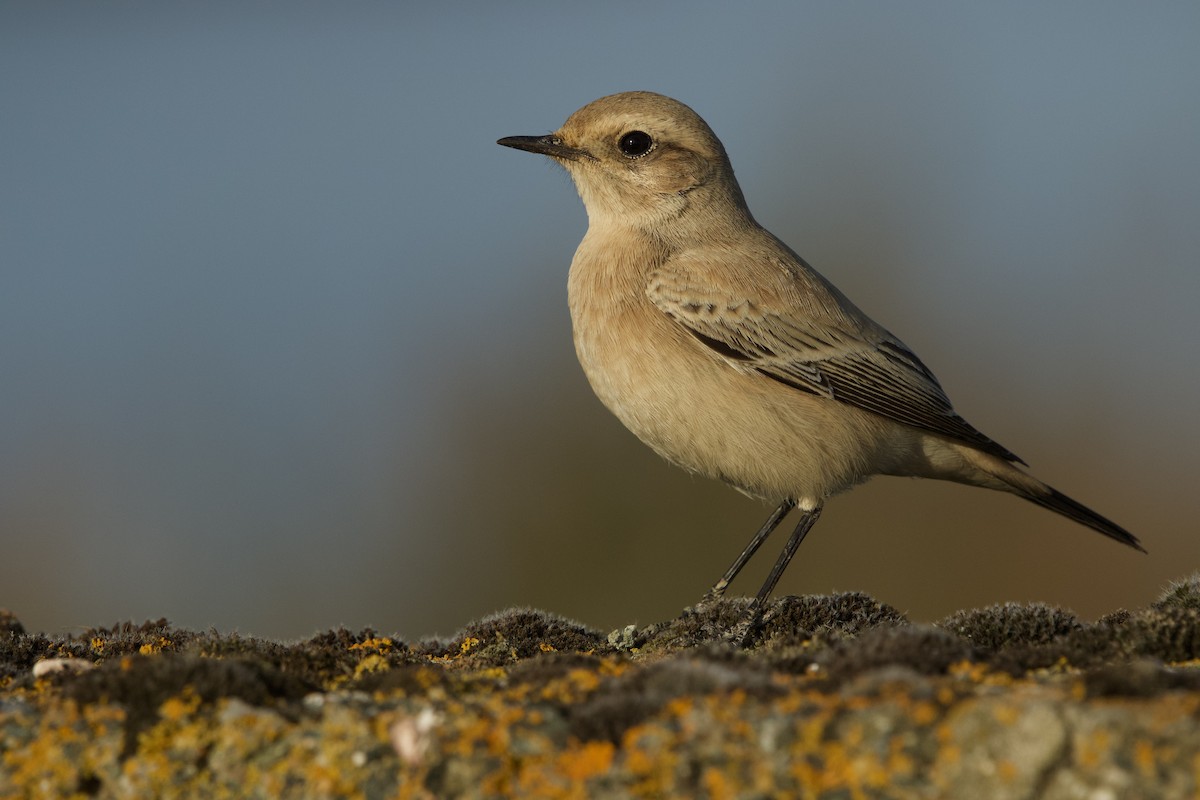 サバクヒタキ - ML643715428