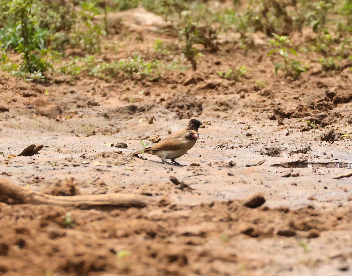 Grand Indicateur - ML643715441