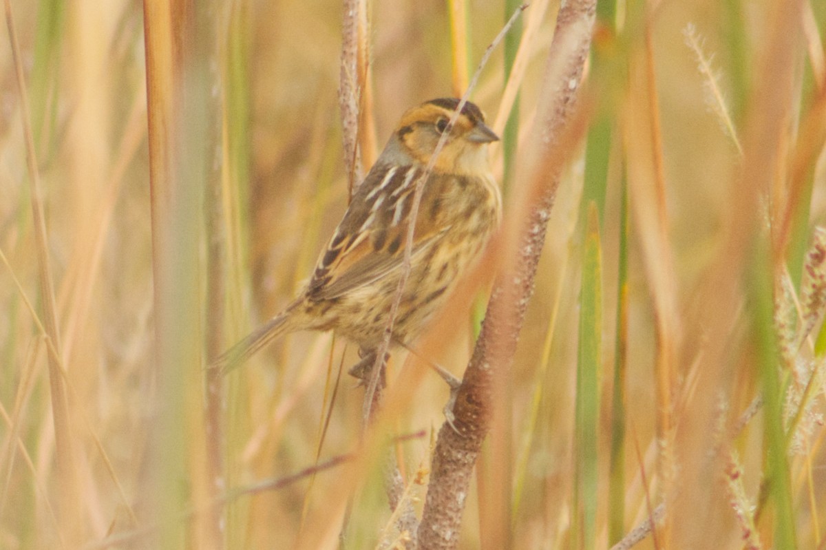 Nelson's Sparrow - ML643715467