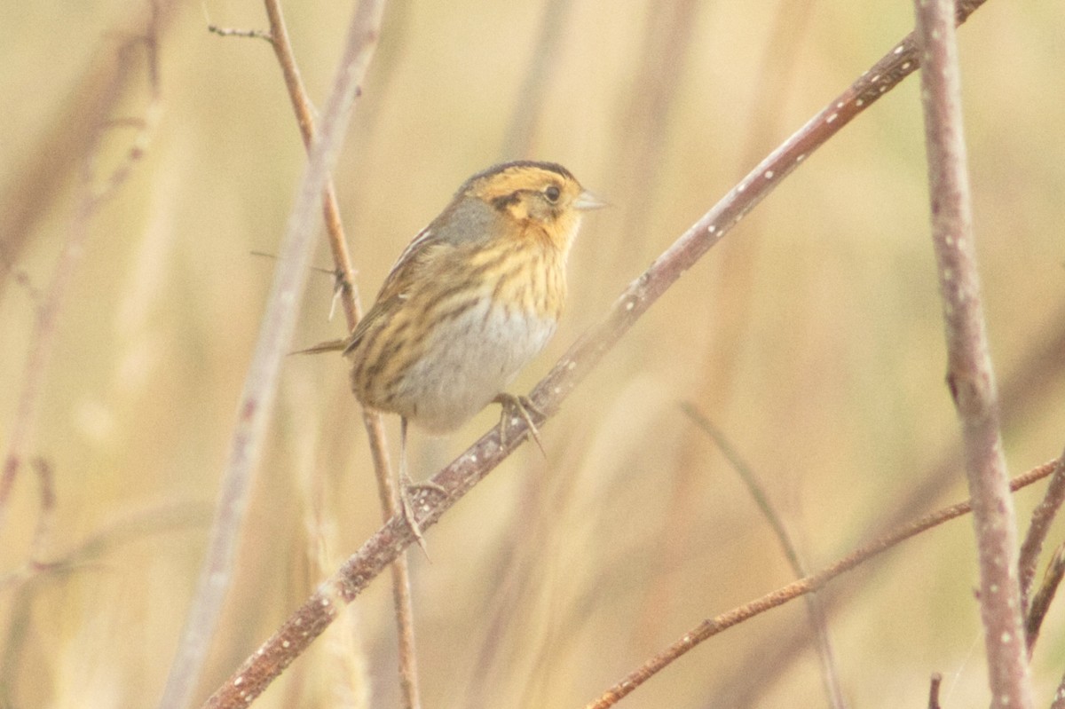 Nelson's Sparrow - ML643715468