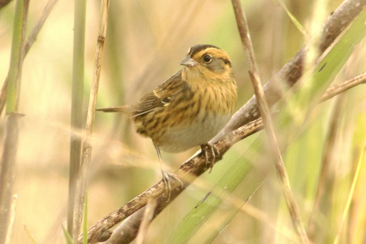 Nelson's Sparrow - ML643715469