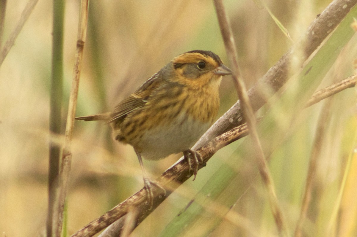 Nelson's Sparrow - ML643715470