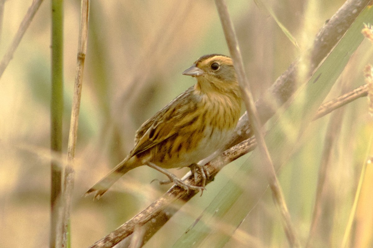 Nelson's Sparrow - ML643715471