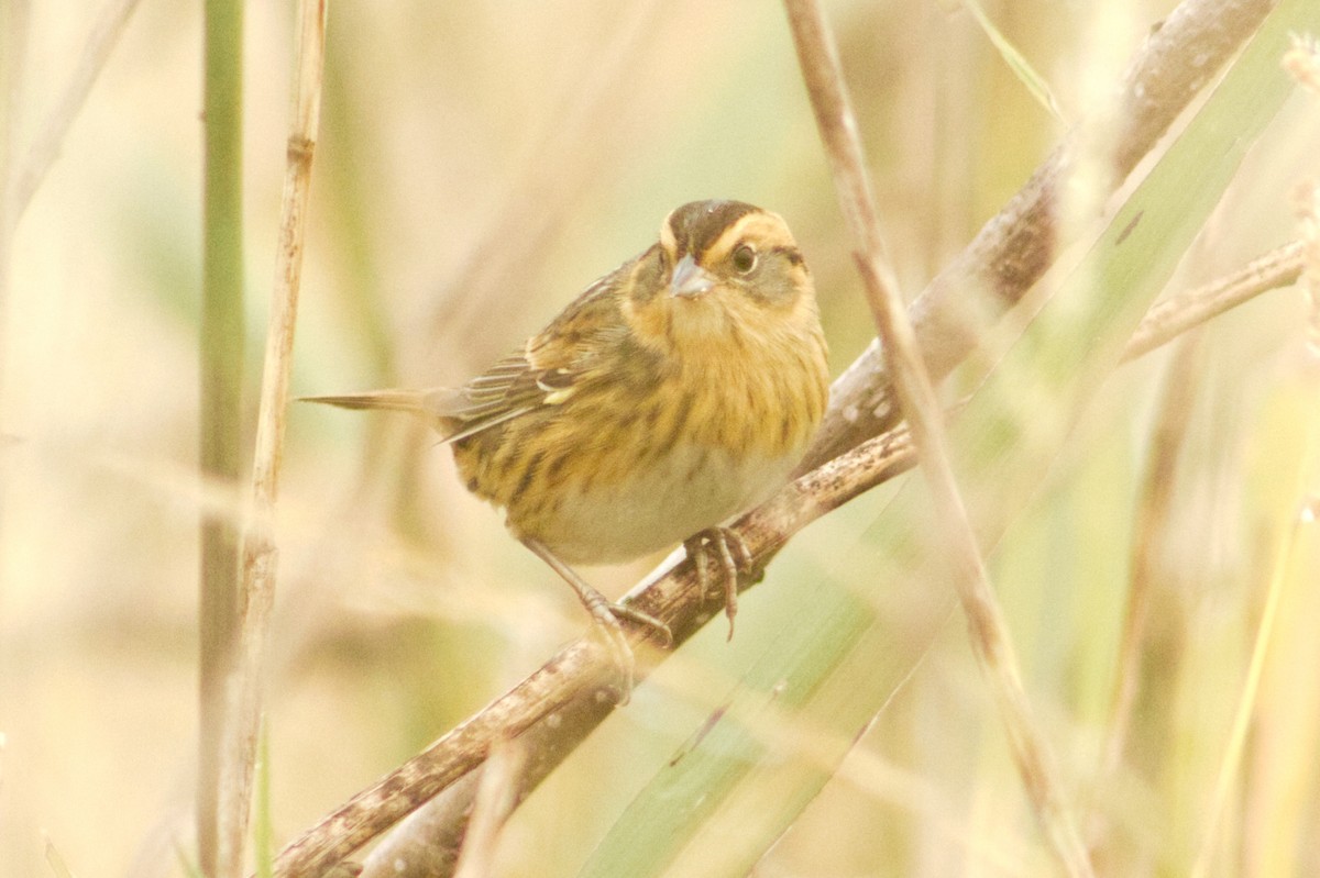 Nelson's Sparrow - ML643715472
