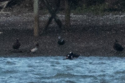 Harlequin Duck - ML643715474