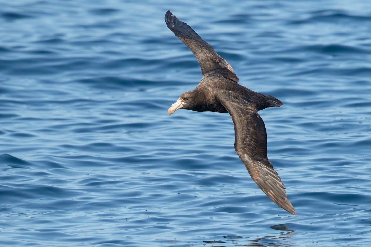 Northern Giant-Petrel - ML643715478