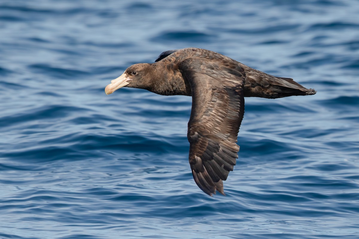 Northern Giant-Petrel - ML643715479