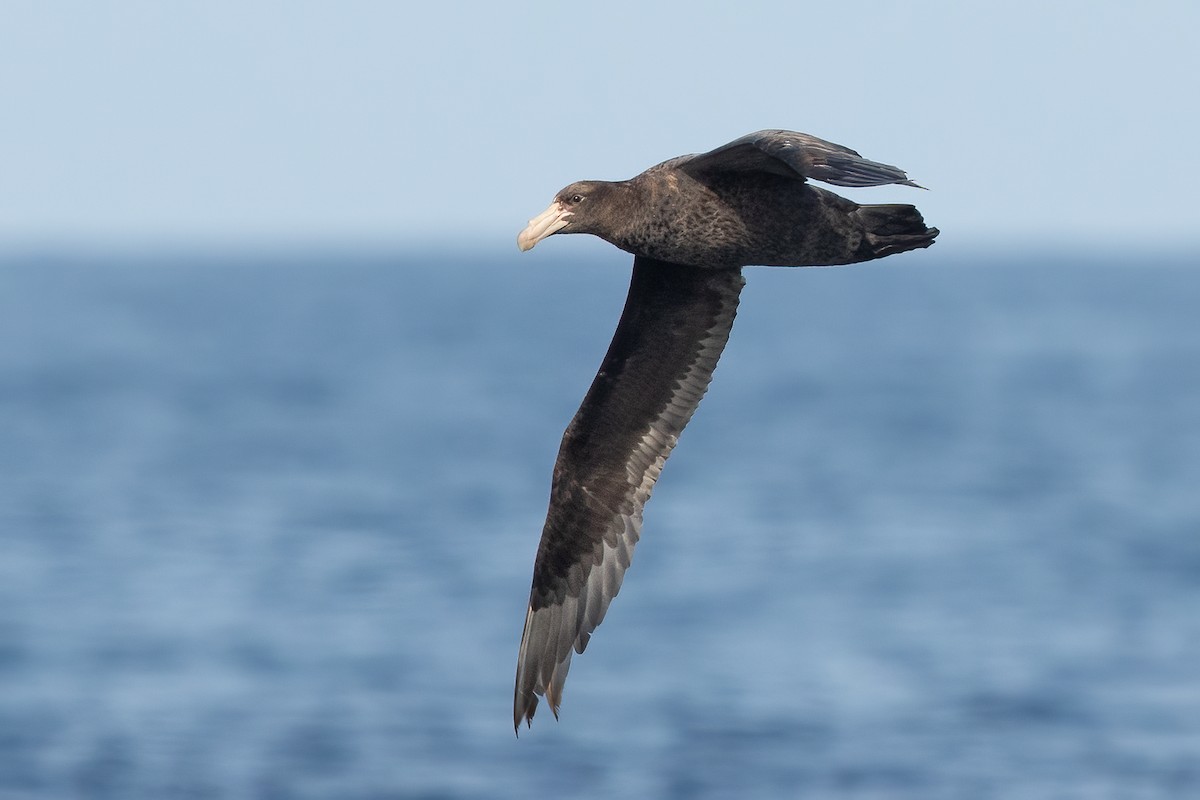 Northern Giant-Petrel - ML643715480
