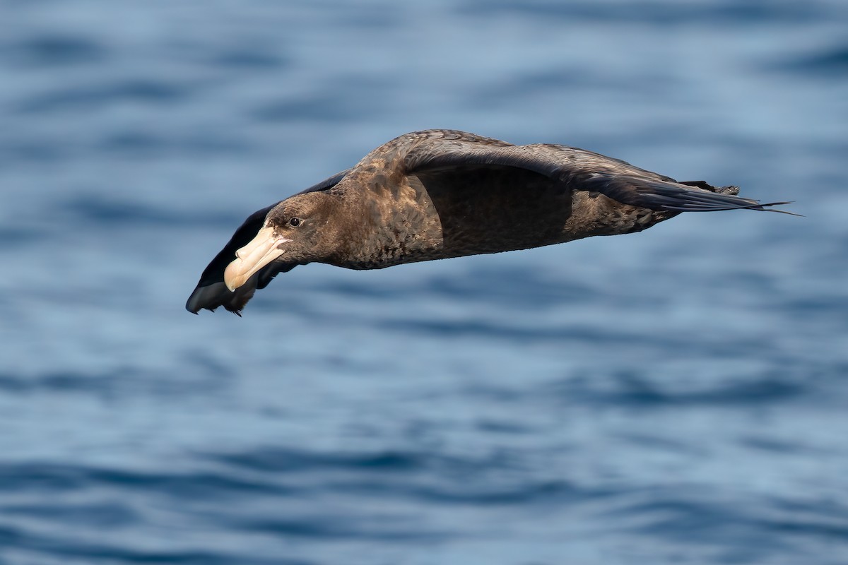 Northern Giant-Petrel - ML643715481
